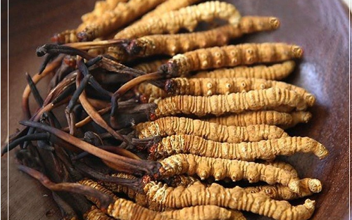 Các loại đông trùng hạ thảo phổ biến hiện nay, cách mua và sử dụng