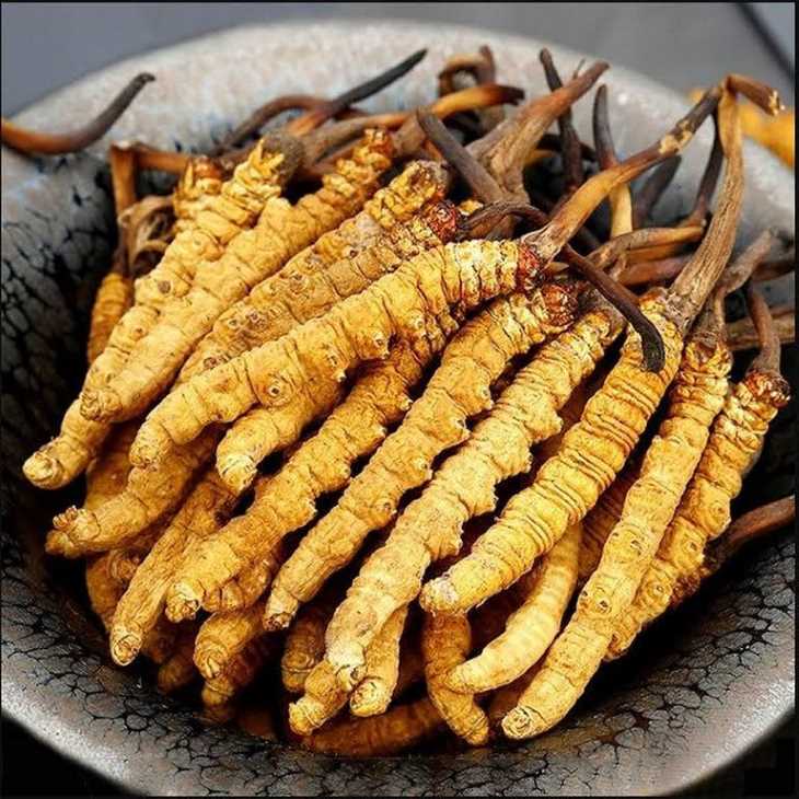 5 sai lầm phổ biến khi sử dụng đông trùng hạ thảo- Ảnh 1.