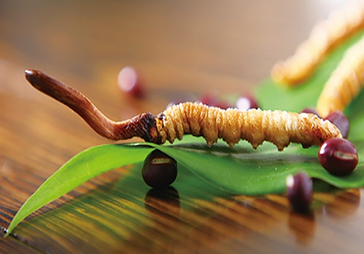 5 sai lầm phổ biến khi sử dụng đông trùng hạ thảo- Ảnh 2.