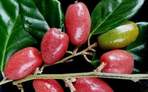 5 món ăn bài thuốc phòng bệnh mùa Xuân