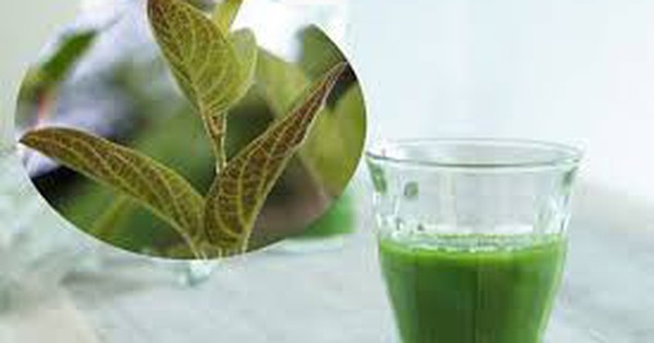 Nước lá mơ có tác dụng gì?