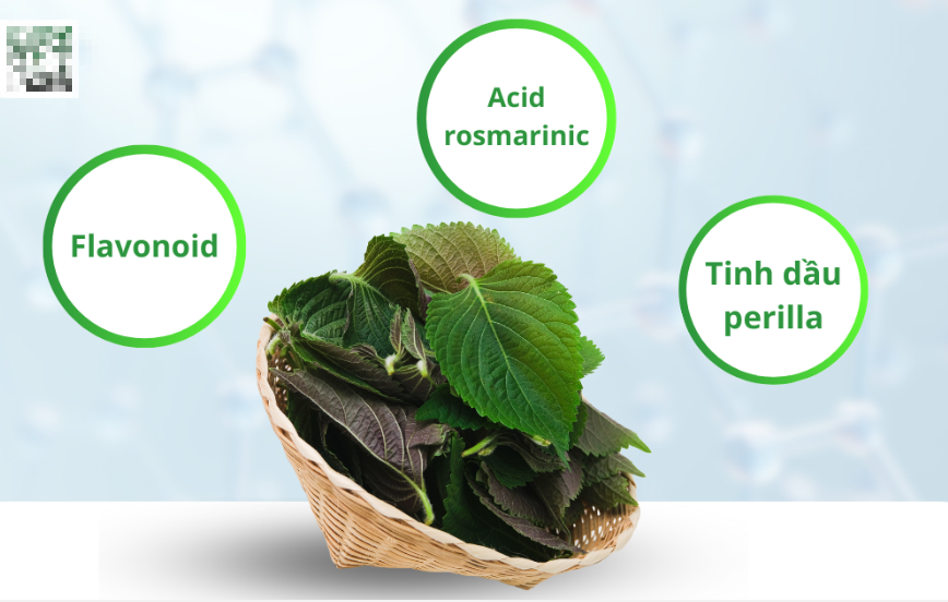 6 nhóm người không nên ăn lá tía tô- Ảnh 3. 2