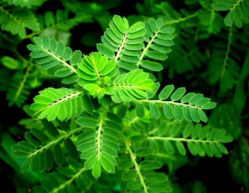 Thanh nhiệt sai cách có thể gây hại gì cho sức khỏe?- Ảnh 3. Thanh nhiệt sai cách có thể gây hại gì cho sức khỏe?- Ảnh 3.