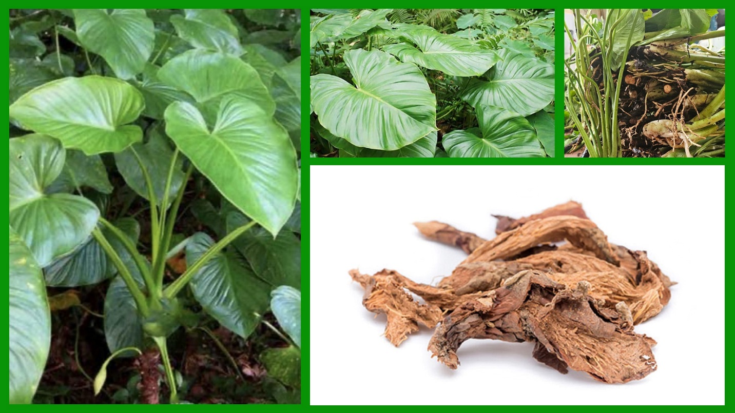 Công dụng quý giá của Thiên niên kiện với sức khỏe xương khớp- Ảnh 1. Công dụng quý giá của Thiên niên kiện với sức khỏe xương khớp- Ảnh 1.