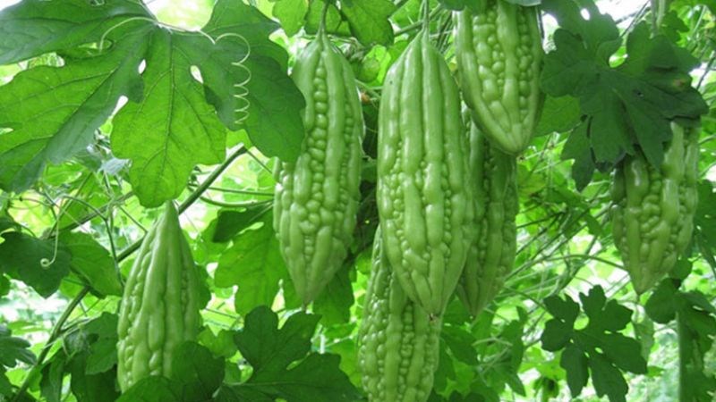 10-tac-dung-cua-muop-dang-doi-voi-suc-khoe-co-the-ban-chua-biet1-800x450-1-1-17790770242361631326189 Dược thiện từ rau củ hỗ trợ ổn định huyết áp, mỡ máu và đường huyết- Ảnh 2.