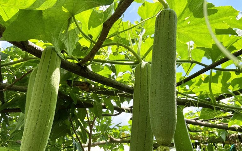 Nước giải khát bổ dưỡng từ quả mướp tươi