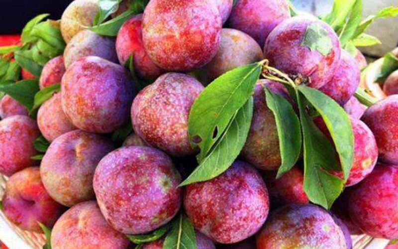 Lý do quả mận là ‘siêu thực phẩm’ tốt cho da và tóc