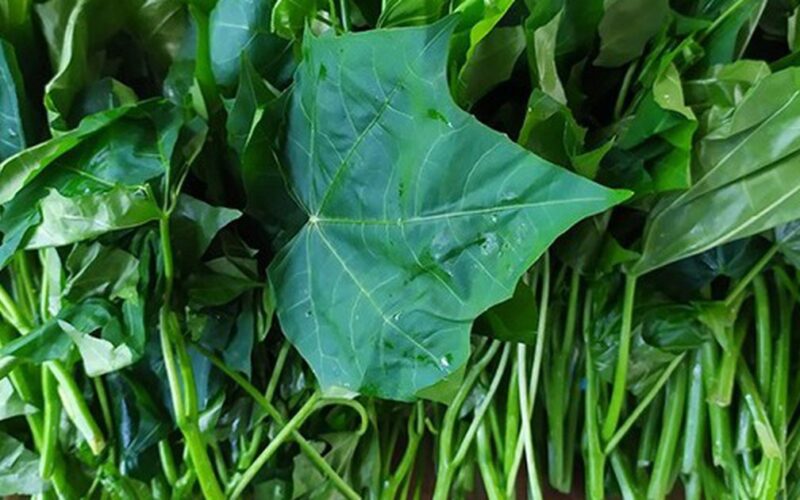 Cây rau mì chính có tác dụng gì?