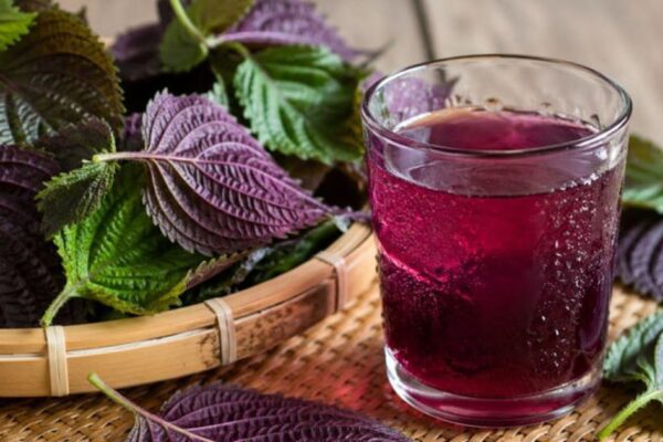 5 lợi ích khi uống nước lá tía tô mỗi sáng trong 30 ngày