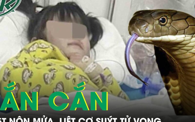 Rắn cắn khi đang ngủ, bé gái 5 tuổi nôn mửa, liệt cơ suýt tử vong