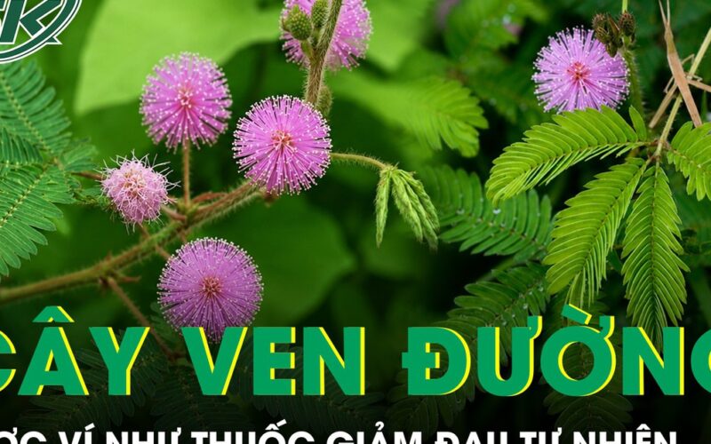 Loại cây ven đường được ví như thuốc giảm đau tự nhiên cho người đau nhức xương khớp