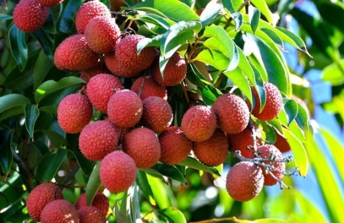 an-vai-co-nong-khong-va-cach-an-dung-1780461698833503293544 Ăn vải có nóng không? Cách ăn không lo nổi mụn- Ảnh 1.