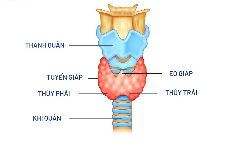 Khi nào người bệnh tuyến giáp cần thay đổi chế độ ăn?- Ảnh 1.