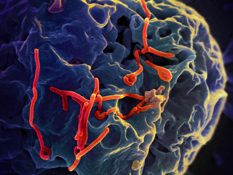 Chuyên gia nói gì về nguy cơ Ebola bùng phát thành đại dịch toàn cầu?- Ảnh 2.