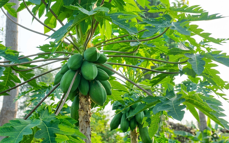 4 tác hại nguy hiểm khi uống nước lá đu đủ chữa bệnh - Ảnh 3.