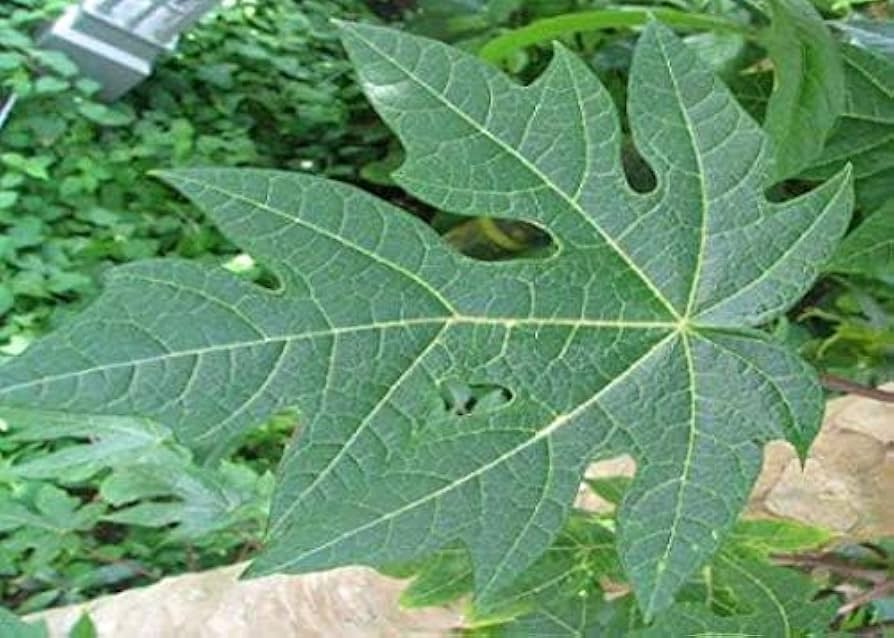 la-du-du-co-tac-dung-gi-17808327916251171710393 6 tác dụng đặc biệt của lá đu đủ - Ảnh 1.