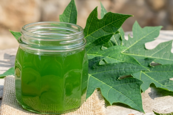 7 lợi ích sức khỏe khi uống nước lá đu đủ 3 lần một tuần