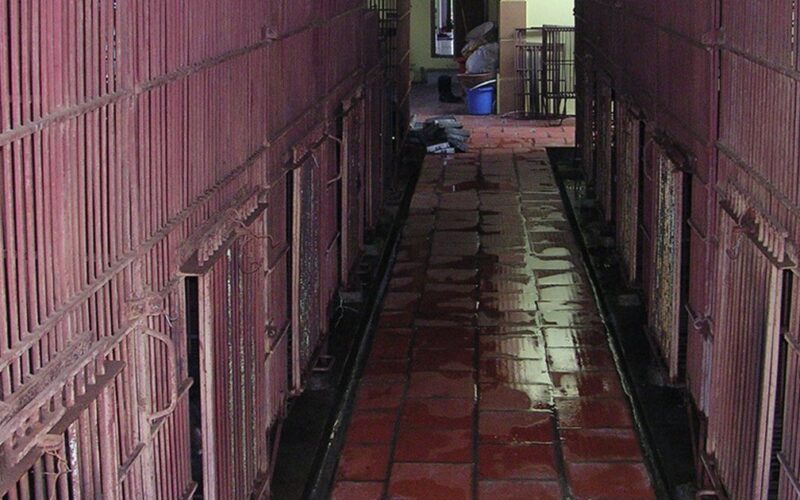 Kêu gọi đưa toàn bộ gấu nuôi nhốt ở Phúc Thọ, Hà Nội vào trung tâm cứu hộ