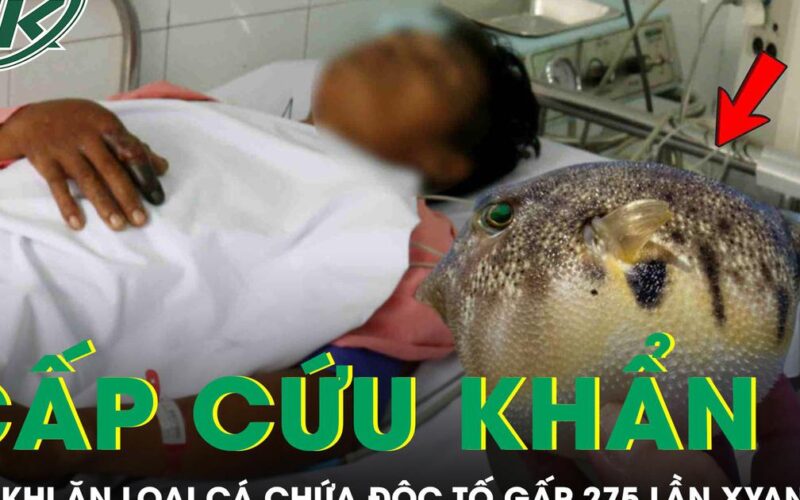 Người đàn ông 33 tuổi phải cấp cứu sau khi ăn loại cá chứa độc tố đáng sợ gấp 275 lần xyanua