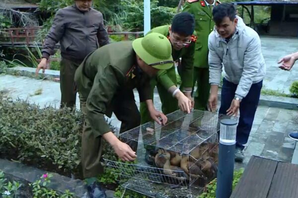 Hải Phòng: Thả hơn 3.200 cá thể chim, động vật quý hiếm về tự nhiên