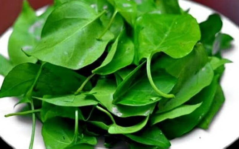 5 tác dụng của cây lá giang với sức khỏe